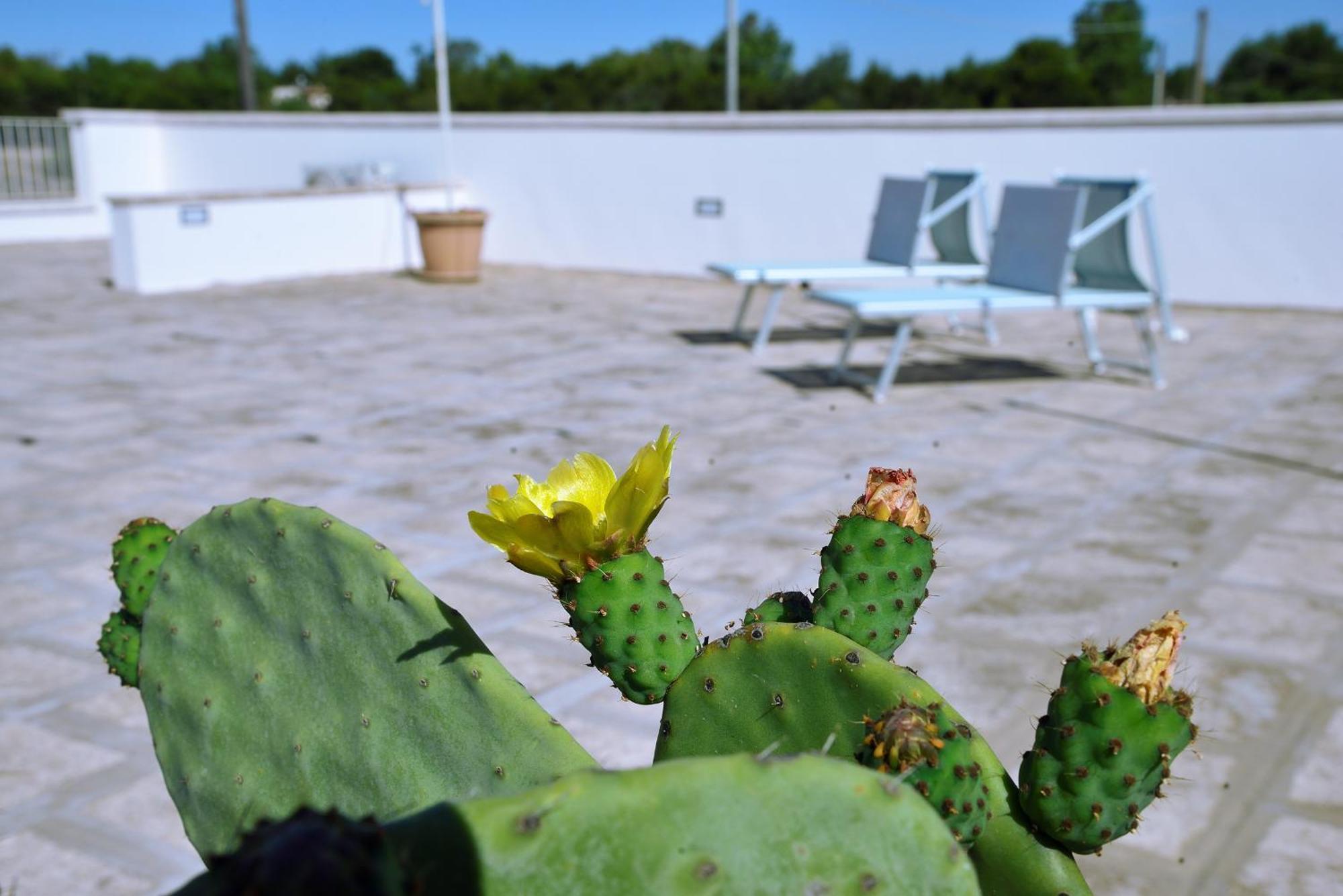 Bed and Breakfast Domus Terra Mare Torre San Giovanni Exterior foto